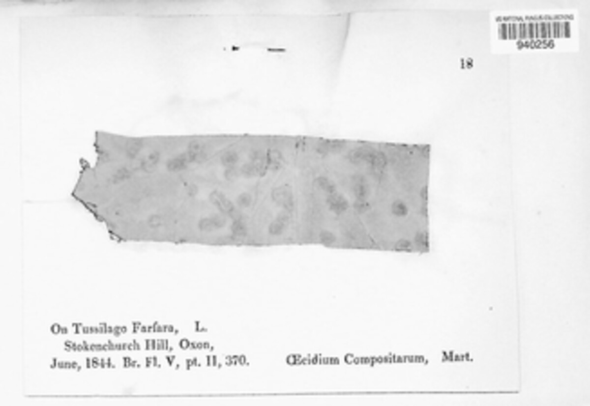 Puccinia lapsanae image